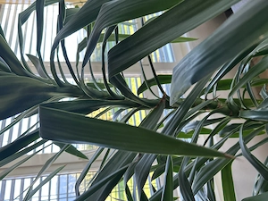 Yukka Palme Bild 2