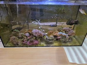 Korallen Fische Meerwasser Bild 3