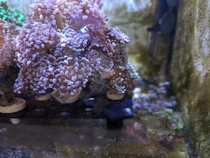 Korallen Fische Meerwasser Bild 4