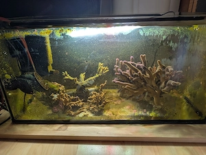 Korallen Fische Meerwasser Bild 2