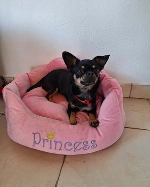 Chihuahua-Pinscher-Mix  Bild 2