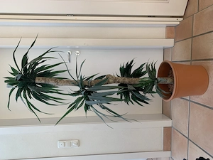 Pflanze künstliche Palme