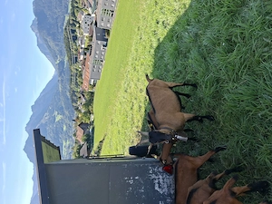 Ziegen mit Kitz Bild 2