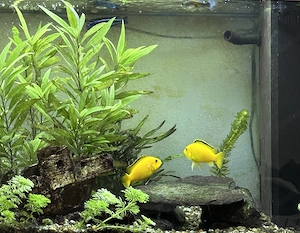Aquarium 120L - Komplett eingerichtetes Aquarium mit afrikanischen Buntbarschen und anderen Fischen. Bild 4