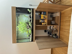 Aquarium 120L - Komplett eingerichtetes Aquarium mit afrikanischen Buntbarschen und anderen Fischen. Bild 2