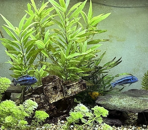 Aquarium 120L - Komplett eingerichtetes Aquarium mit afrikanischen Buntbarschen und anderen Fischen. Bild 5