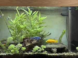 Aquarium 120L - Komplett eingerichtetes Aquarium mit afrikanischen Buntbarschen und anderen Fischen. Bild 3