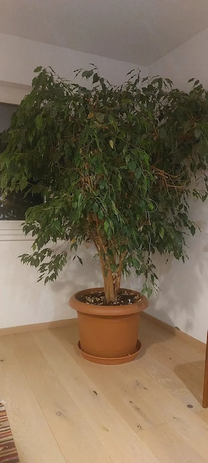 Ficus Benjamina