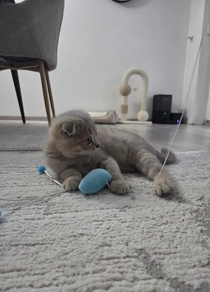 Baby katzen scotisch fold Bild 2