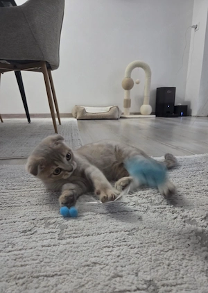 Baby katzen scotisch fold Bild 3