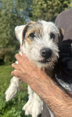 Reinr. Parson Jack-Russell Terrier, Hündin & Rüde Familienaufzucht Bild 3