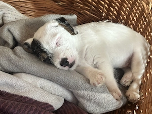 Reinr. Parson Jack-Russell Terrier, Hündin & Rüde Familienaufzucht Bild 5
