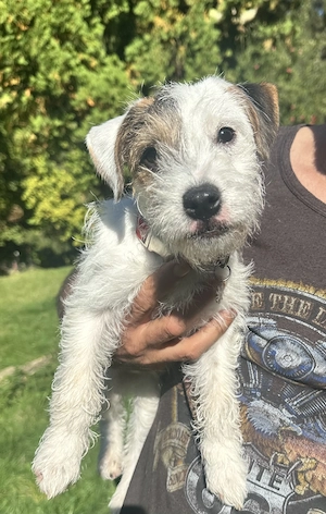 Reinr. Parson Jack-Russell Terrier, Hündin & Rüde Familienaufzucht Bild 2