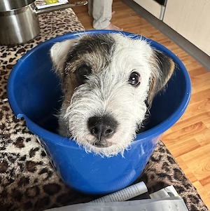 Reinr. Parson Jack-Russell Terrier, Hündin & Rüde Familienaufzucht Bild 4