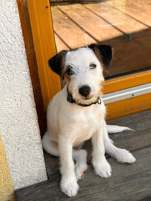 Reinr. Parson Jack-Russell Terrier, Hündin & Rüde Familienaufzucht Bild 7