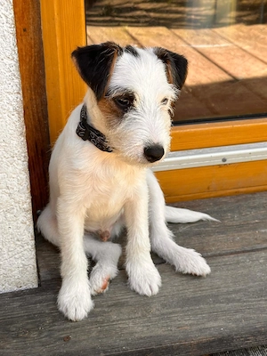 Reinr. Parson Jack-Russell Terrier, Hündin & Rüde Familienaufzucht Bild 6