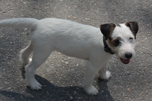 Reinr. Parson Jack-Russell Terrier, Hündin & Rüde Familienaufzucht Bild 8