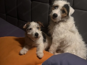 Reinr. Parson Jack-Russell Terrier, Hündin & Rüde Familienaufzucht Bild 10