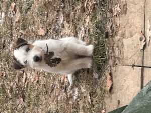 Reinr. Parson Jack-Russell Terrier, Hündin & Rüde Familienaufzucht Bild 9