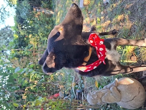 Minnie - NOTFALL Österreich Bild 3