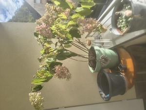 Pflanzen für Freibalkon oder Garten  Bild 2