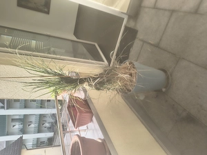 Pflanzen für Freibalkon oder Garten 