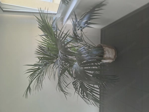Ca 1,60m Höhe Palme für Innenräume 