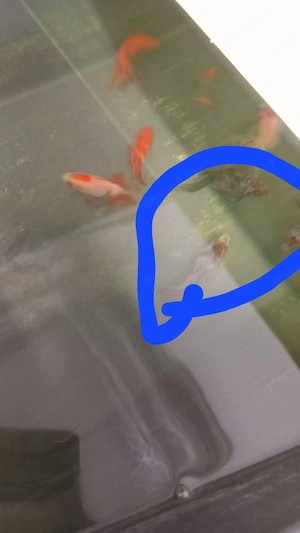  2 Schleierschwanz Goldfische Bild 2