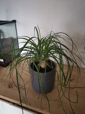 Zimmerpflanzen  Bild 3