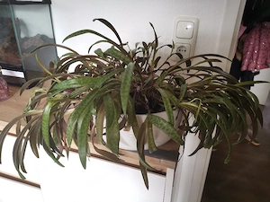 Zimmerpflanzen  Bild 2