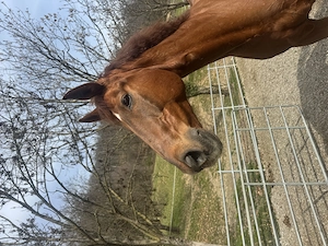 Reitbeteiligung Bild 5
