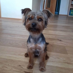 Leo sucht seine Menschen Bild 5