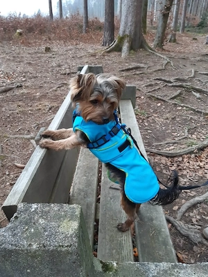 Leo sucht seine Menschen Bild 8