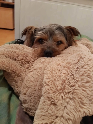 Leo sucht seine Menschen Bild 4