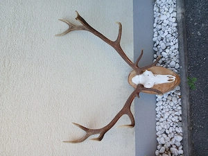 echtes Hirschgeweih auf echtem Kopf
