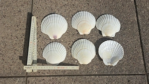 Muschelschalen groß 