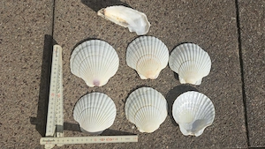 Muschelschalen groß  Bild 3