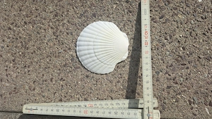 Muschelschalen groß  Bild 2