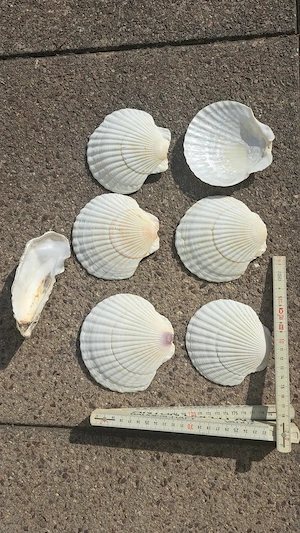 Muschelschalen groß  Bild 4