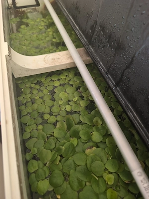 Frogbit Aquarium Pflanze (Limnobium laevigatum) Bild 2