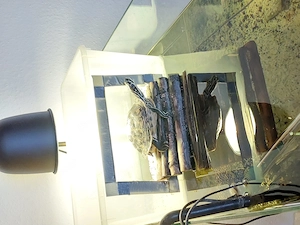 Wasserschildkröten, Schildkröten Bild 3