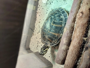 Wasserschildkröten, Schildkröten Bild 4