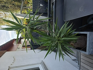 Yucca Palme