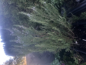 Verschenke großen Rosmarinbusch Bild 2