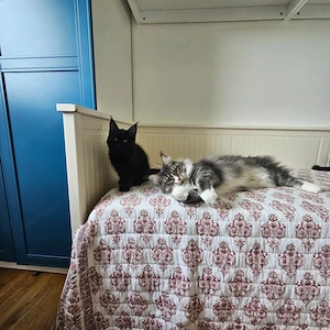 Maine Coon dream team sucht einen Lebensplatz Bild 2