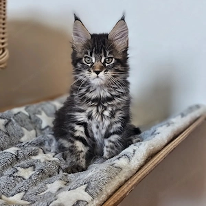 Maine Coon dream team sucht einen Lebensplatz Bild 3
