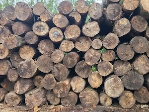 Trockenbrennholz verfügbar Bild 2