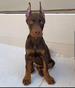 Liebevolle Dobermann-Hündin (Welpe) sucht neues Zuhause Bild 2
