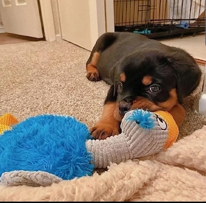 Liebevolle Rottweiler-Hündin (Welpe) sucht verantwortungsvolles Zuhause. Bild 2