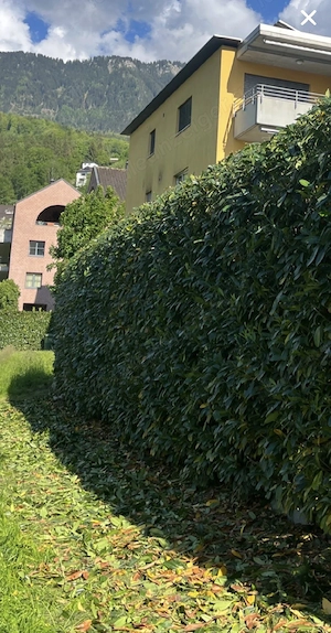 Gartenarbeiten Bild 3